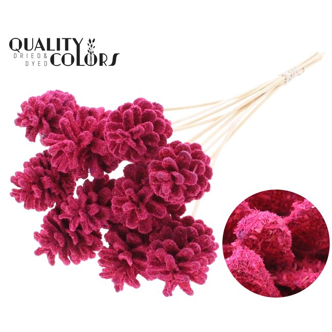 Pinecone on stick | Colour: Cherry-coloured | Sawdust Cerise Pick | Pinecone diameter 5 - 7 centimetres | Length ± 50 centimetres | Per 10 picks