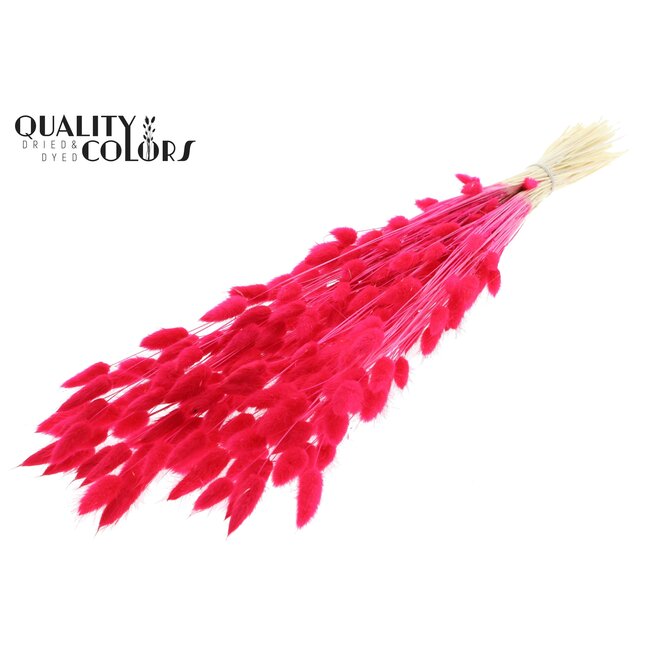 Dried Hare's Tail Grass Premium | Colour: Intense Cherry Colour | Lagurus Ovatus dried flowers | Length ± 70 centimetres | Weight 100 grams | Per bunch
