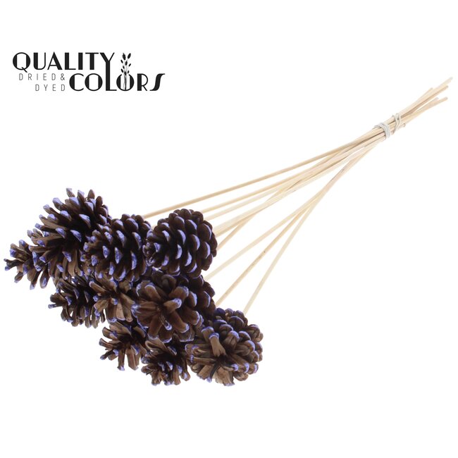 Pinecone on Stick | Colour: Brown with Metallic Purple | Metallic Purple Tipped Pick | Pinecone Diameter 5 - 7 centimetres | Length ± 50 centimetres | Per 10 picks