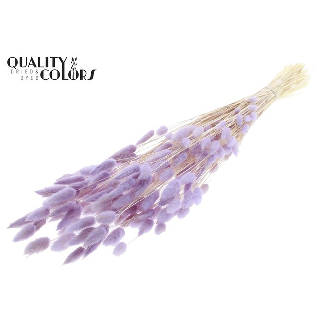 Gedroogde Hazenstaartjes Premium | Kleur: Intens Milka Paars | Lagurus Ovatus droogbloemen | Lengte ± 70 centimeter | Gewicht 100 gram | Per bos
