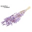 Gedroogde Hazenstaartjes Premium | Kleur: Intens Milka Paars | Lagurus Ovatus droogbloemen | Lengte ± 70 centimeter | Gewicht 100 gram | Per bos
