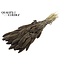 Dried Setaria | Colour: Frosted Grey | Setaria dried flowers | Length ± 70 centimetres | Weight 210 grams | Per bunch