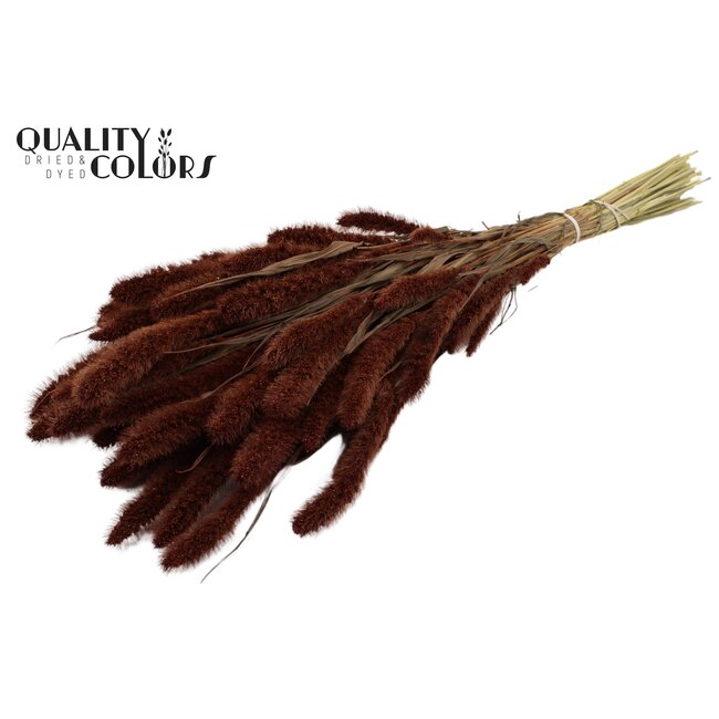 Dried Setaria | Colour: Brown | Setaria dried flowers | Length ± 70 centimetres | Weight 210 grams | Per bunch