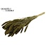 Dried Setaria | Colour: Olive Green | Setaria dried flowers | Length ± 70 centimetres | Weight 210 grams | Per bunch