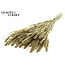 Gedroogde Setaria | Kleur: Goud met Glitters | Setarea droogbloemen | Lengte ± 70 centimeter | Gewicht 210 gram | Per bos