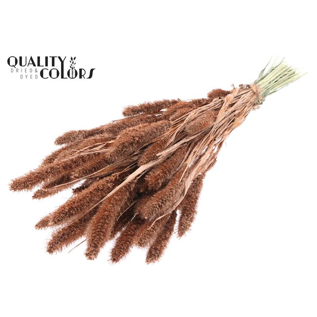 Dried Setaria | Colour: Copper with Glitter | Setaria dried flowers | Length ± 70 centimetres | Weight 210 grams | Per bunch