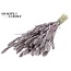 Dried Setaria | Colour: Champagne with Glitter | Setaria dried flowers | Length ± 70 centimetres | Weight 210 grams | Per bunch