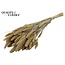 Dried Setaria | Colour: Frosted White | Setaria dried flowers | Length ± 70 centimetres | Weight 210 grams | Per bunch