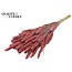 Dried Setaria | Colour: Frosted Pink | Setaria dried flowers | Length ± 70 centimetres | Weight 210 grams | Per bunch