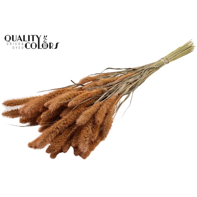 Dried Setaria | Colour: Frosted Salmon | Setaria dried flowers | Length ± 70 centimetres | Weight 210 grams | Per bunch