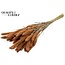 Dried Setaria | Colour: Frosted Salmon | Setaria dried flowers | Length ± 70 centimetres | Weight 210 grams | Per bunch