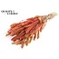Dried Setaria | Colour: Multicolour Red | Setaria dried flowers | Length ± 70 centimetres | Weight 210 grams | Per bunch