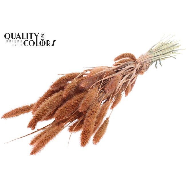 Dried Setaria | Colour: Pearl Orange | Setaria dried flowers | Length ± 70 centimetres | Weight 210 grams | Per bunch