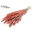 Dried Setaria | Colour: Multicolour Cherry | Setaria dried flowers | Length ± 70 centimetres | Weight 210 grams | Per bunch