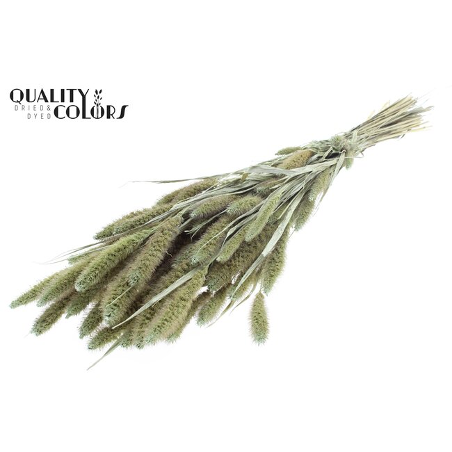Gedroogde Setaria | Kleur: Pearl Mintgroen | Setarea droogbloemen | Lengte ± 70 centimeter | Gewicht 210 gram | Per bos