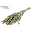 Gedroogde Setaria | Kleur: Pearl Mintgroen | Setarea droogbloemen | Lengte ± 70 centimeter | Gewicht 210 gram | Per bos