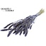 Dried Setaria | Colour: Pearl Milka Purple | Setaria dried flowers | Length ± 70 centimetres | Weight 210 grams | Per bunch