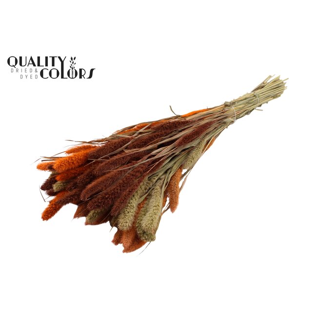 Dried Setaria | Colourful 3 | Colour: Mixed Colours | Setaria dried flowers | Length ± 70 centimetres | Weight 210 grams | Per bunch