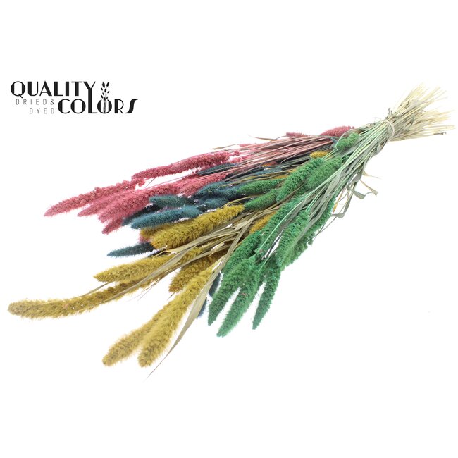 Dried Setaria | Pastel Prism | Colour: Mixed Colours | Setaria dried flowers | Length ± 70 centimetres | Weight 210 grams | Per bunch