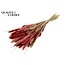 Dried Setaria | Lady Mix | Colour: Mixed Colours | Setaria dried flowers | Length ± 70 centimetres | Weight 210 grams | Per bunch