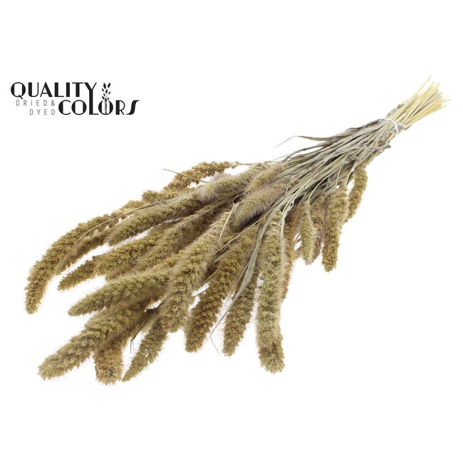 Dried Setaria | Colour: Natural Brown | Setaria dried flowers | Length ± 70 centimetres | Weight 210 grams | Per bunch
