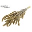 Dried Setaria | Colour: Natural Brown | Setaria dried flowers | Length ± 70 centimetres | Weight 210 grams | Per bunch