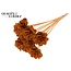 Beetal Rose op stok | Kleur: Terracotta | Diameter roos 6 centimeter | Lengte bijsteker ± 50 centimeter | Per 10 bijstekers