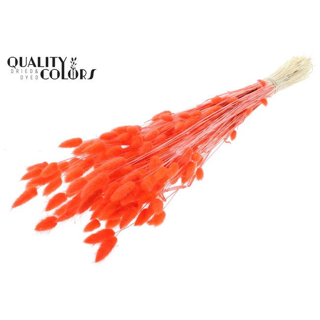 Gedroogde Hazenstaartjes Premium | Kleur: Intens Koraalkleurig | Lagurus Ovatus droogbloemen | Lengte ± 70 centimeter | Gewicht 100 gram | Per bos