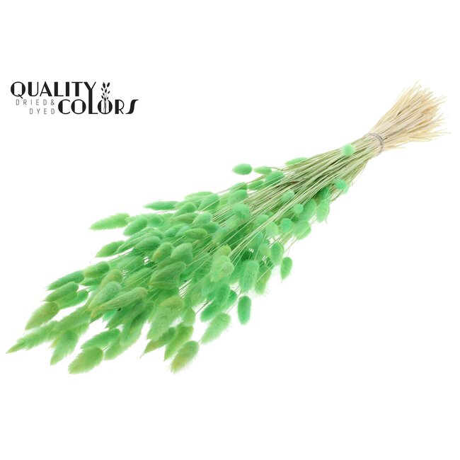 Dried Hare's Tail Grass Premium | Colour: Intense Mint Green | Lagurus Ovatus dried flowers | Length ± 70 centimetres | Weight 100 grams | Per bunch