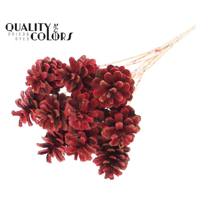 Pine cone on stick | Colour: Multicoloured Red | Pine cone diameter 5 - 7 centimetres | Length ± 50 centimetres | Per 10 picks