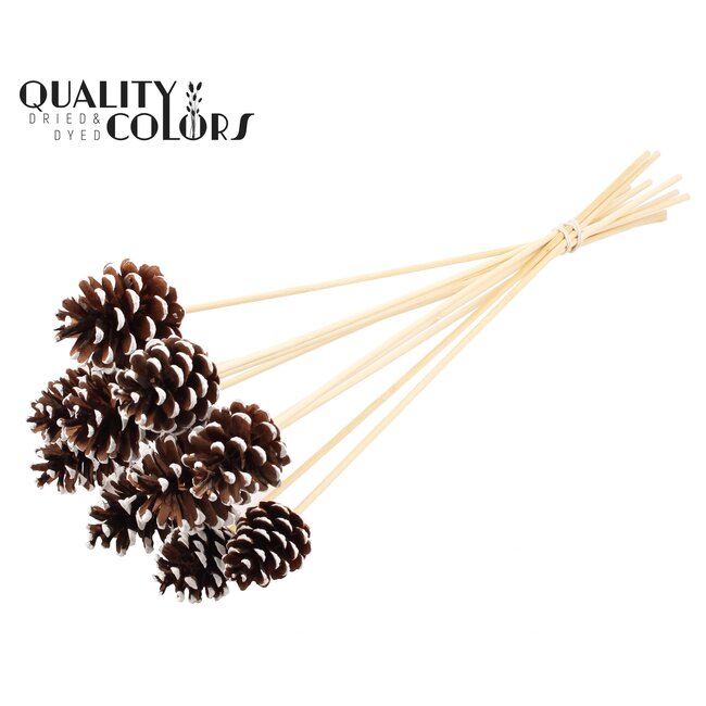 Pine Cone on Stick | Colour: Brown with White | White Tipped Decorative Stick | Pine Cone Diameter 5 - 7 centimetres | Length ± 50 centimetres | Per 10 decorative sticks