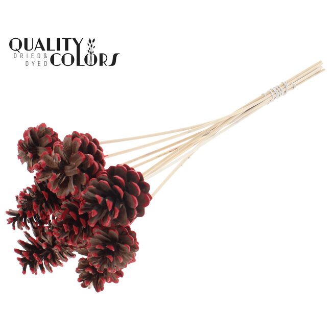 Pinecone on stick | Colour: Brown with Red | Red Tipped Pick | Pinecone diameter 5 - 7 centimetres | Length ± 50 centimetres | Per 10 picks