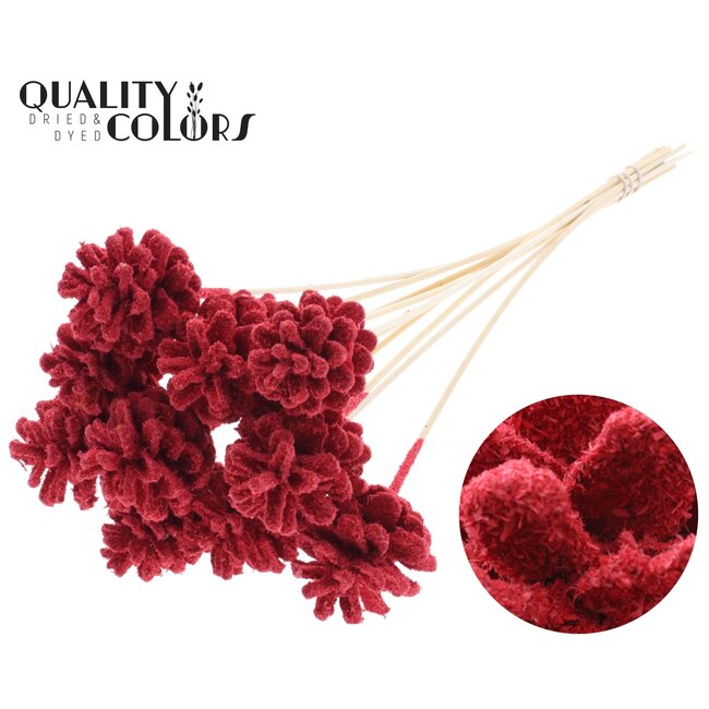 Pine cone on stick | Colour: Red | Sawdust Red Insert Stick | Pine cone diameter 5 - 7 centimetres | Length ± 50 centimetres | Per 10 insert sticks