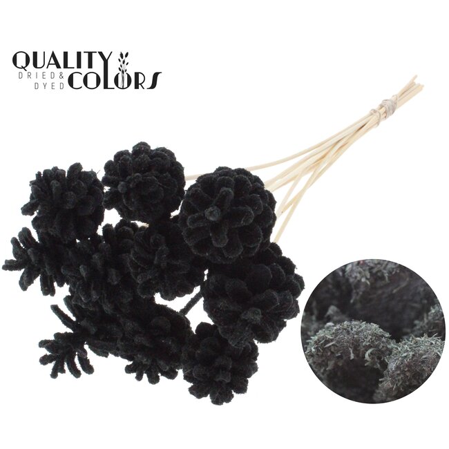 Dennenappel op stok | Kleur: Zwart | Sawdust Black Bijsteker | Diameter dennenappel 5 - 7 centimeter | Lengte ± 50 centimeter | Per 10 bijstekers