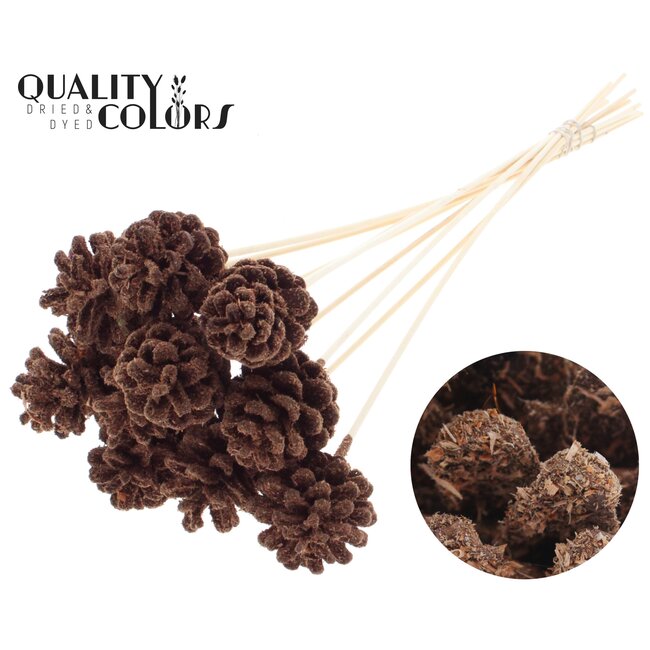 Pine cone on stick | Colour: Brown | Sawdust Brown Plant Stake | Pine cone diameter 5 - 7 centimetres | Length ± 50 centimetres | Per 10 plant stakes