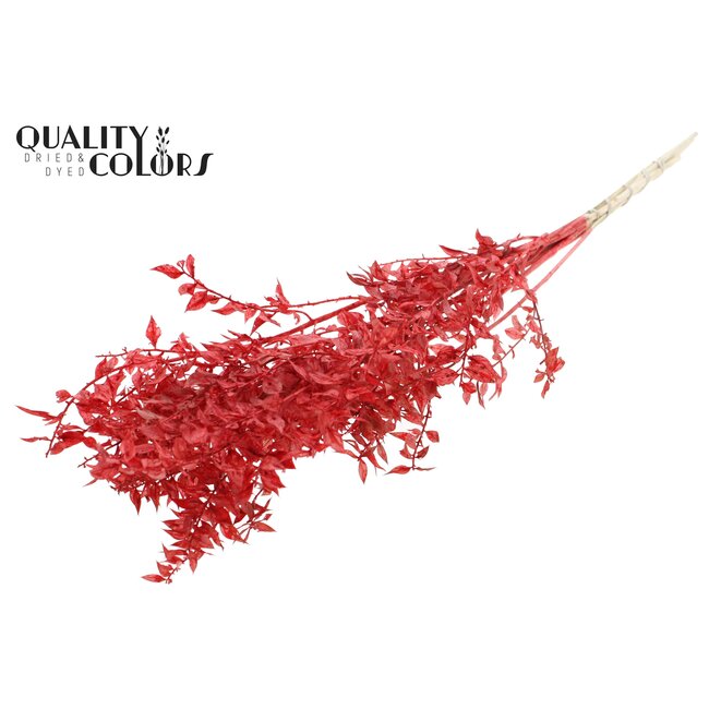 Gedroogde Ruscus | Kleur: Intens Rood | Ruscus Droogbloemen | Lengte ± 50 centimeter | 10 takken per bos | Per bos