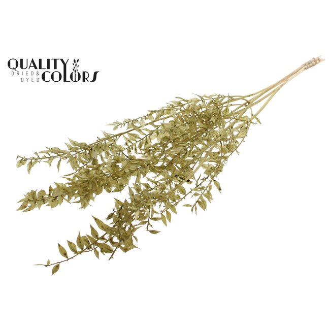 Dried Ruscus | Colour: Intense Olive Green | Ruscus Dried Flowers | Length ± 50 centimetres | 10 stems per bunch | Per bunch
