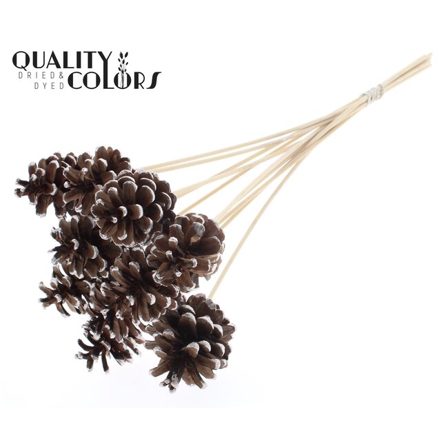 Pine cone on stick | Colour: Brown with Champagne Colour | Champagne Tipped Pick | Pine cone diameter 5 - 7 centimetres | Length ± 50 centimetres | Per 10 picks