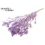Gedroogde Ruscus | Kleur: Intens Milkapaars | Ruscus Droogbloemen | Lengte ± 50 centimeter | 10 takken per bos | Per bos