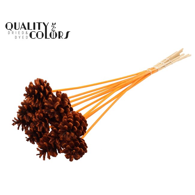 Dennenappel op stok | Kleur: Oranje | Diameter dennenappel 5 - 7 centimeter | Lengte ± 50 centimeter | Per 10 bijstekers