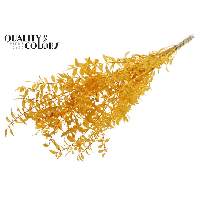 Dried Ruscus | Colour: Intense Apricot | Ruscus Dried Flowers | Length ± 50 centimetres | 10 stems per bunch | Per bunch