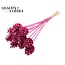 Pinecone on a stick | Colour: Cherry-coloured | Covered Cerise Stick-in | Pinecone diameter 5 - 7 centimetres | Length ± 50 centimetres | Per 10 stick-ins