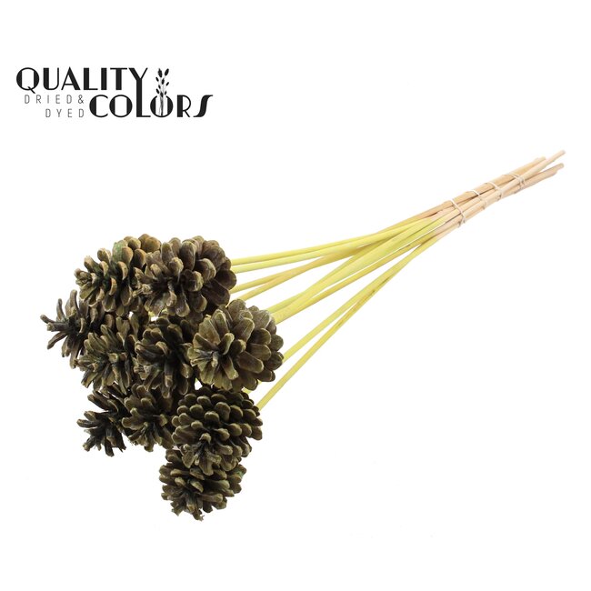 Dennenappel op stok | Kleur: Frosted Mintgroen | Diameter dennenappel 5 - 7 centimeter | Lengte ± 50 centimeter | Per 10 bijstekers