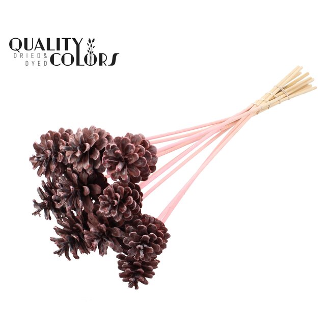 Dennenappel op stok | Kleur: Frosted Roze | Diameter dennenappel 5 - 7 centimeter | Lengte ± 50 centimeter | Per 10 bijstekers
