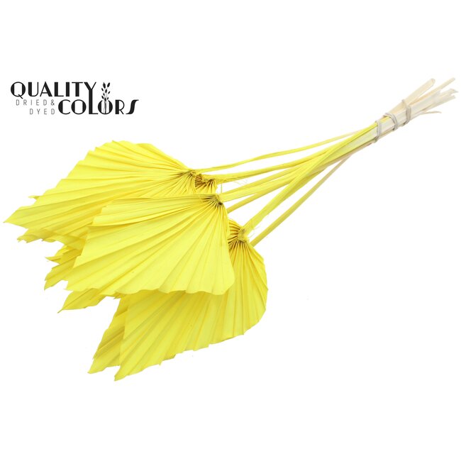 Dried Palm Spear | Colour: Yellow | Palm leaves in spear shape | Length ± 55 centimetres | Per 10 stems