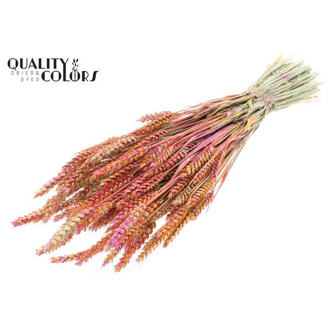Dried Wheat | Colour: Multicoloured Cherry | Triticum Dried Flowers | Length ± 60 centimetres | Weight 220 grams | Per bunch