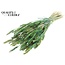 Gedroogde Tarwe | Kleur: Meerkleurig Groen | Triticum Droogbloemen | Lengte ± 60 centimeter | Gewicht 220 gram | Per bos