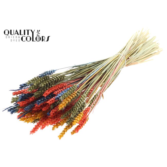 Dried Wheat | Colourful 6 | Colour: Mixed Colours | Triticum Dried Flowers | Length ± 60 centimetres | Weight 220 grams | Per bunch