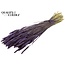Dried Wheat | Colour: Purple | Triticum Dried Flowers | Length ± 60 centimetres | Weight 220 grams | Per bunch