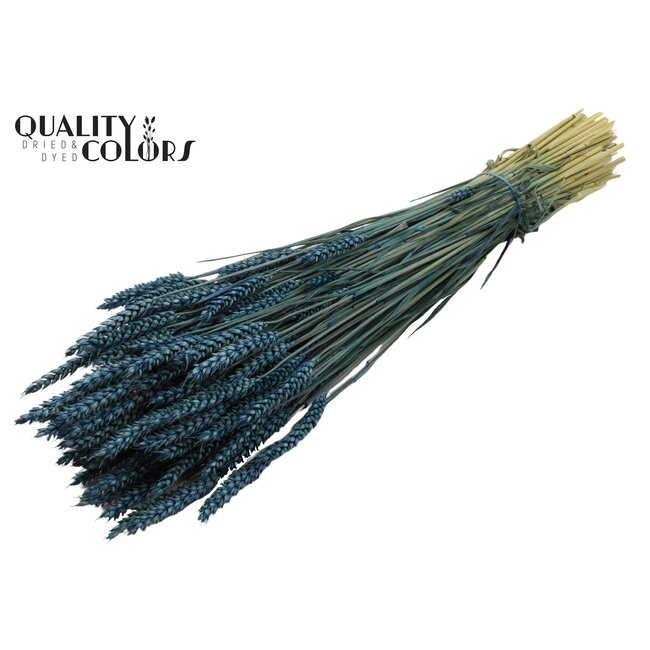 Gedroogde Tarwe | Kleur: Donkerblauw | Triticum Droogbloemen | Lengte ± 60 centimeter | Gewicht 220 gram | Per bos